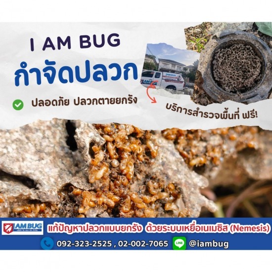 กำจัดปลวก เหยื่อกำจัดปลวก ปทุมธานี - ไอ แอม บัก - แนะนำบริษัทฉีดปลวก