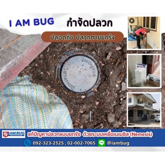 กำจัดปลวก เหยื่อกำจัดปลวก ปทุมธานี - ไอ แอม บัก - กำจัดปลวกยกรัง ราคา
